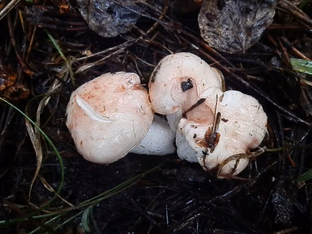 Hygrophore pudibond