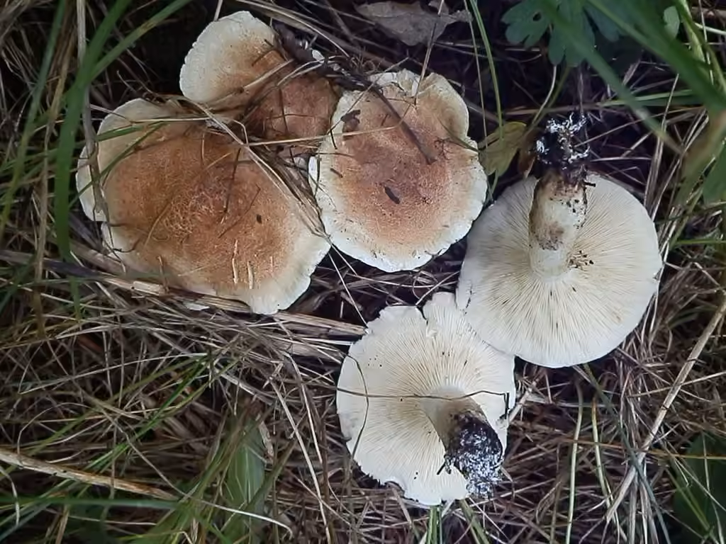 Leucopaxille amer, photo 2 sur 5