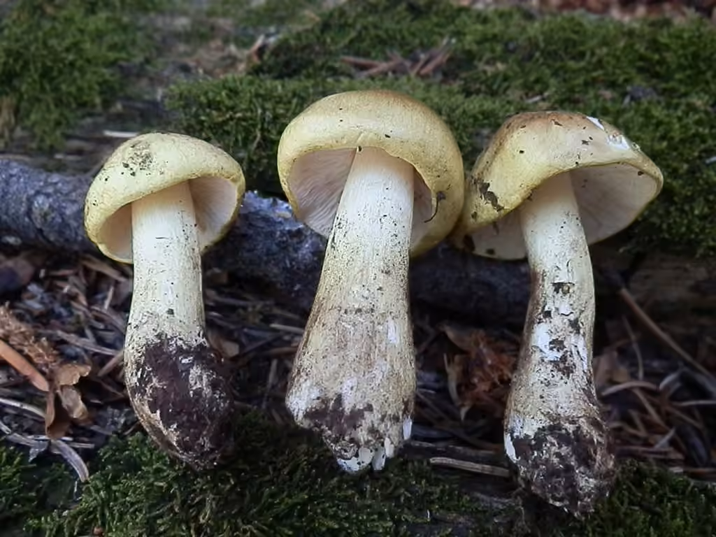 Tricholoma intermedium, photo 1 sur 5