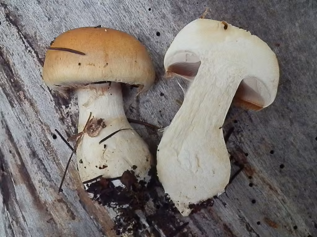 Phlegmacium variosimile
