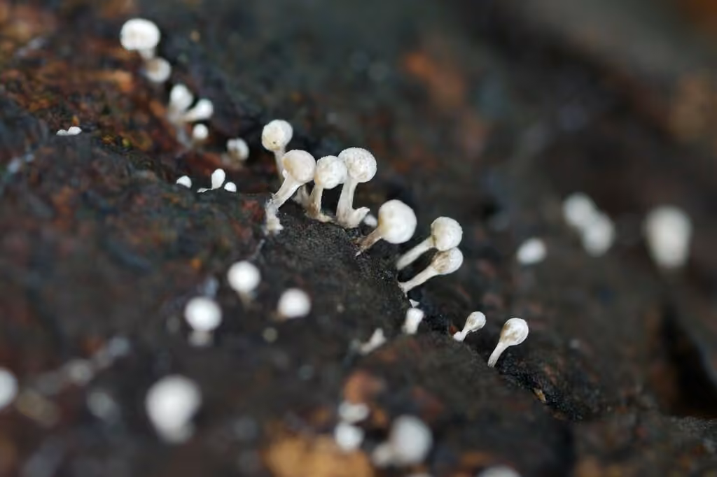 Phleogena du hêtre, photo 3 sur 5