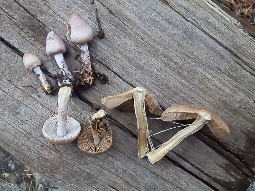 Inocybe pallidicremea, photo 3 of 5
