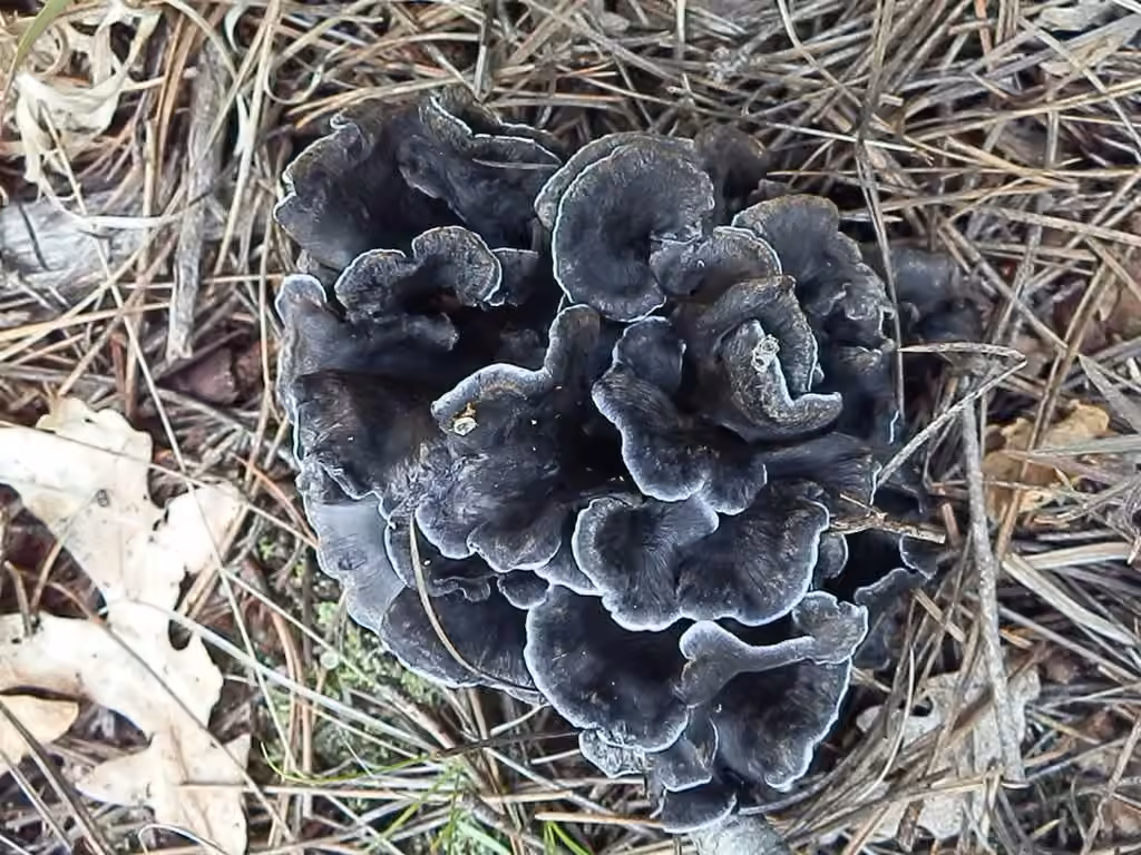 Polyozellus atrolazulinus, photo 1 sur 5