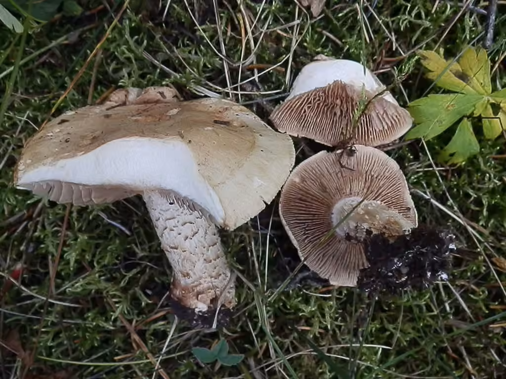 Hebeloma albomarginatum, photo 3 sur 5