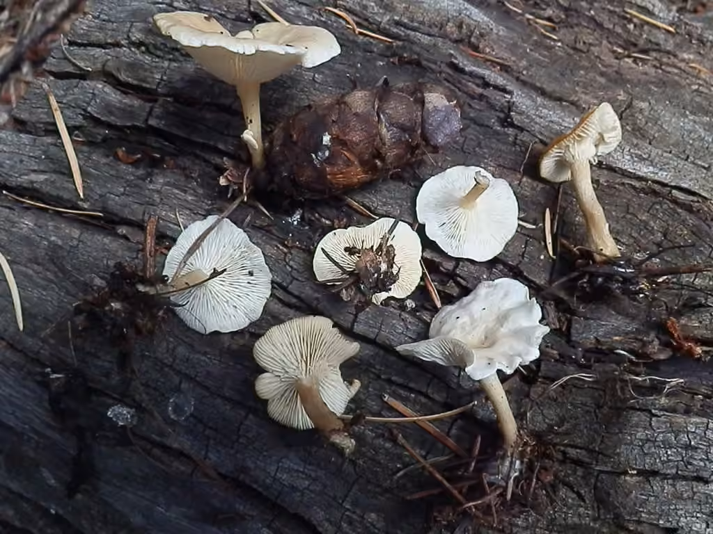 Clitocybe des feuilles, photo 3 sur 5
