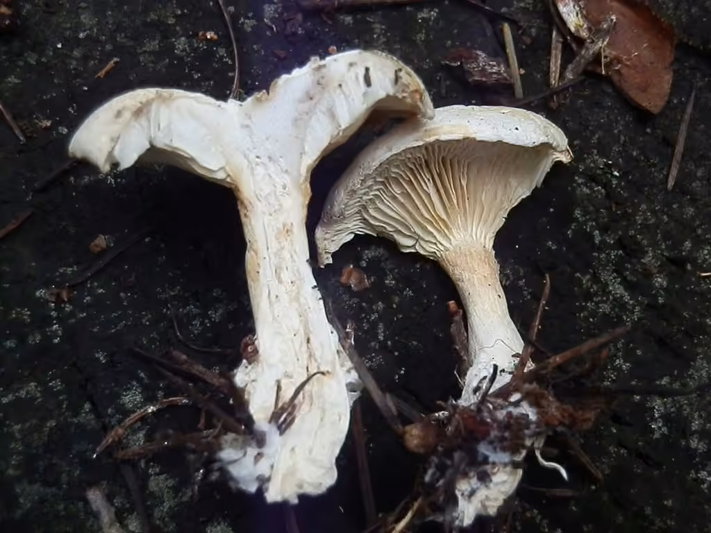 Clitocybe des feuilles, photo 2 sur 5