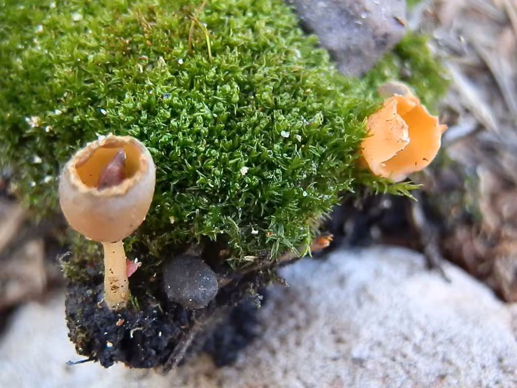 Pézize des brûlis, photo 3 sur 5