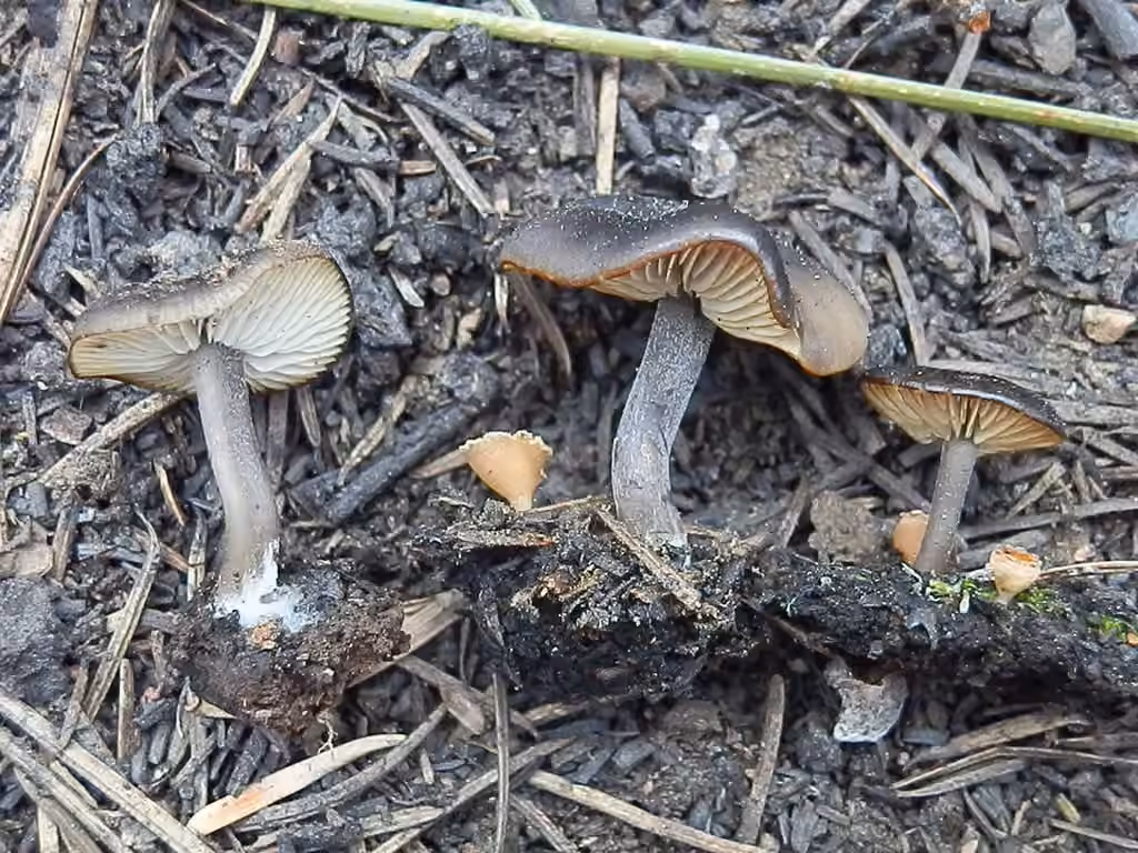 Collybie des charbonnières, photo 2 sur 5