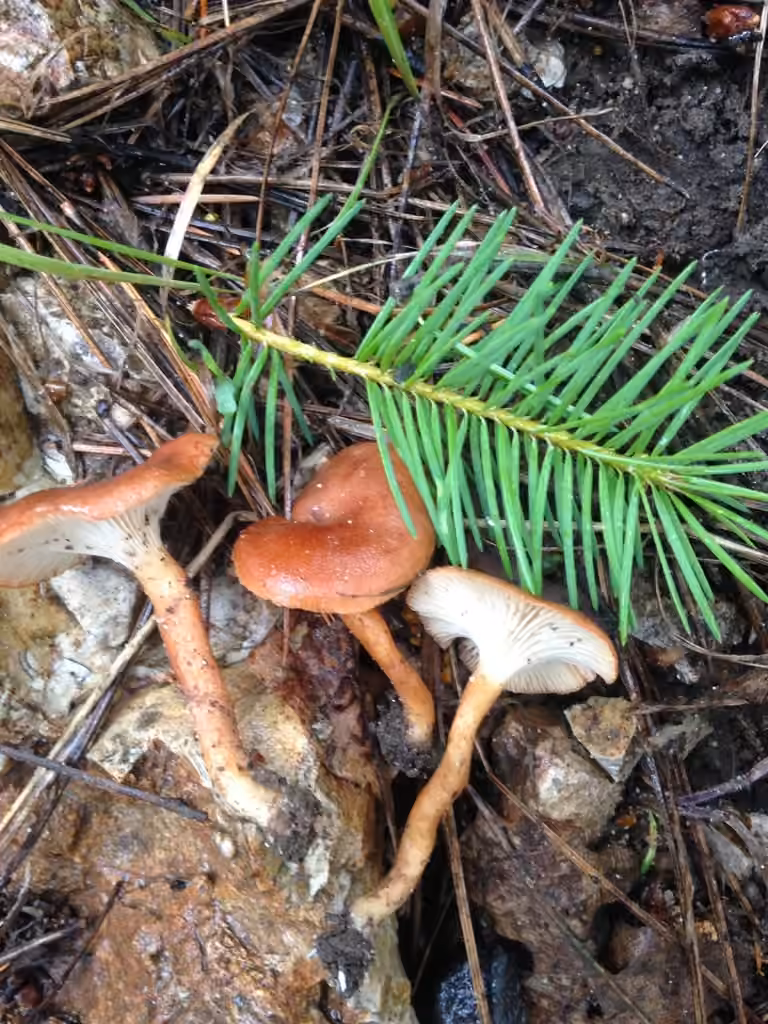 Clitocybe terre cuite, photo 3 sur 5