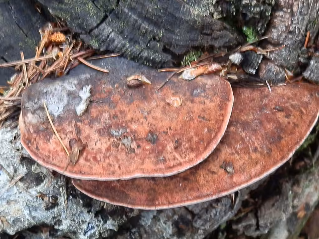 Polypore de Cajander, photo 1 sur 5