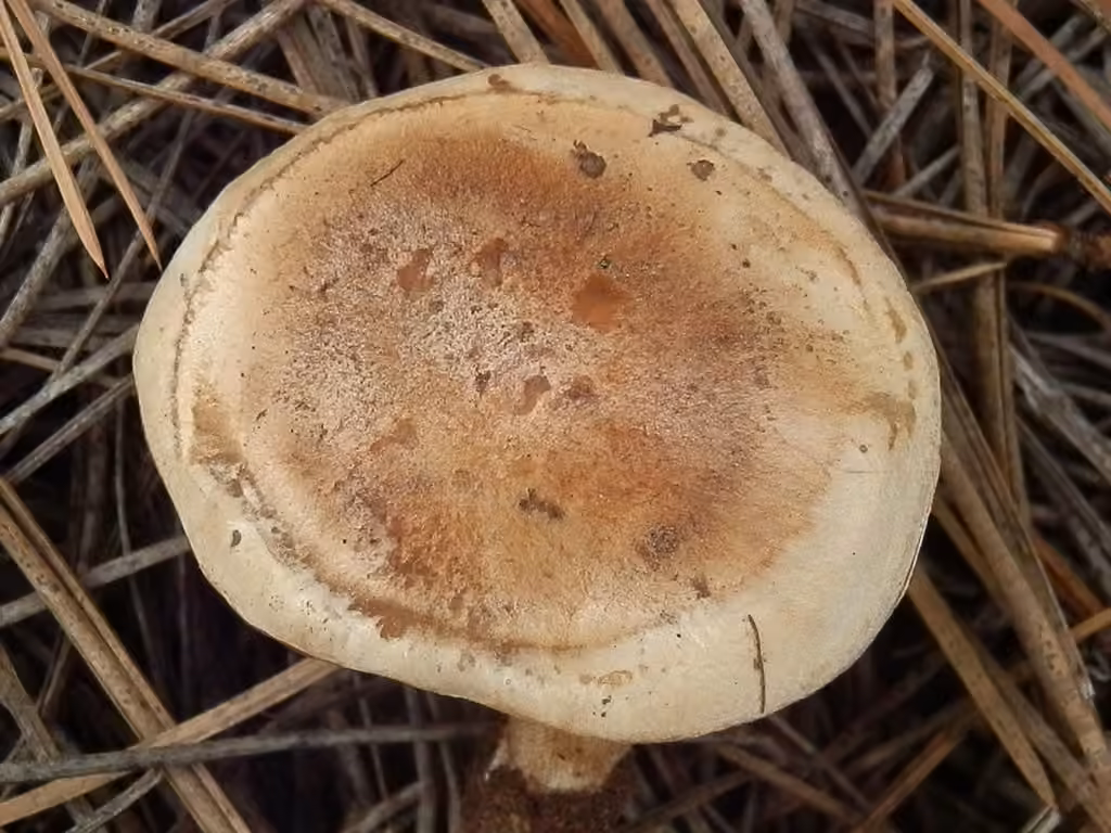 Hebeloma sordidulum, photo 2 sur 5