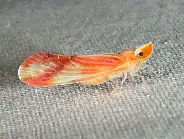 Fulgore à bandes rouges, Adult