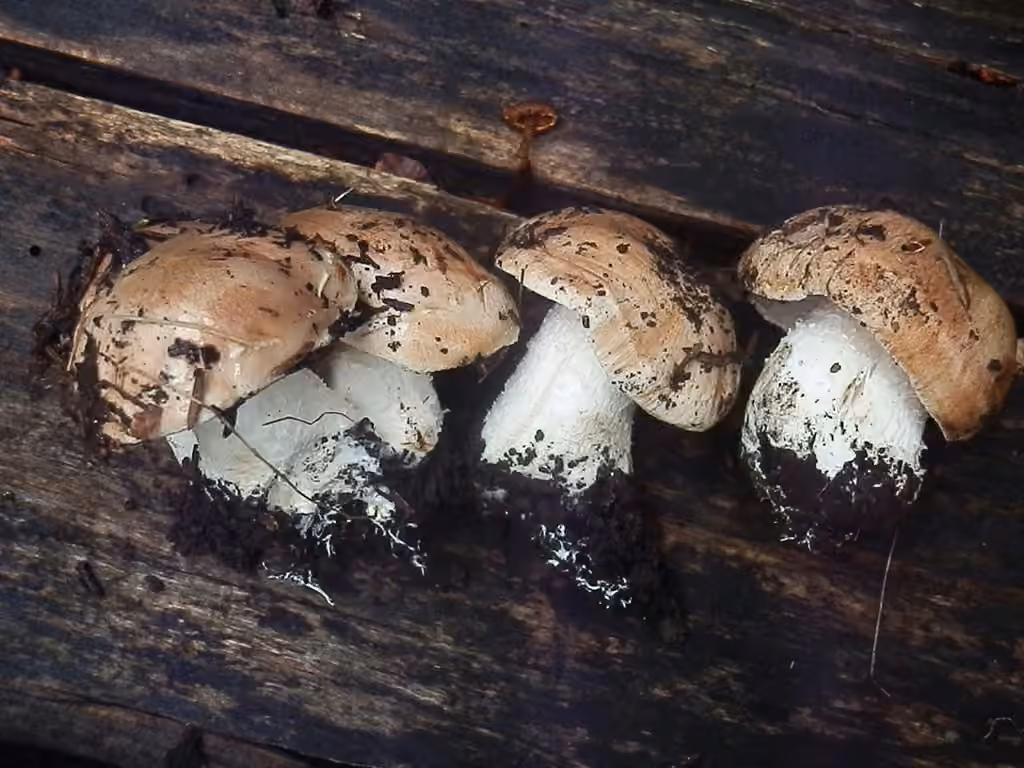 Hebeloma albomarginatum, photo 2 sur 5