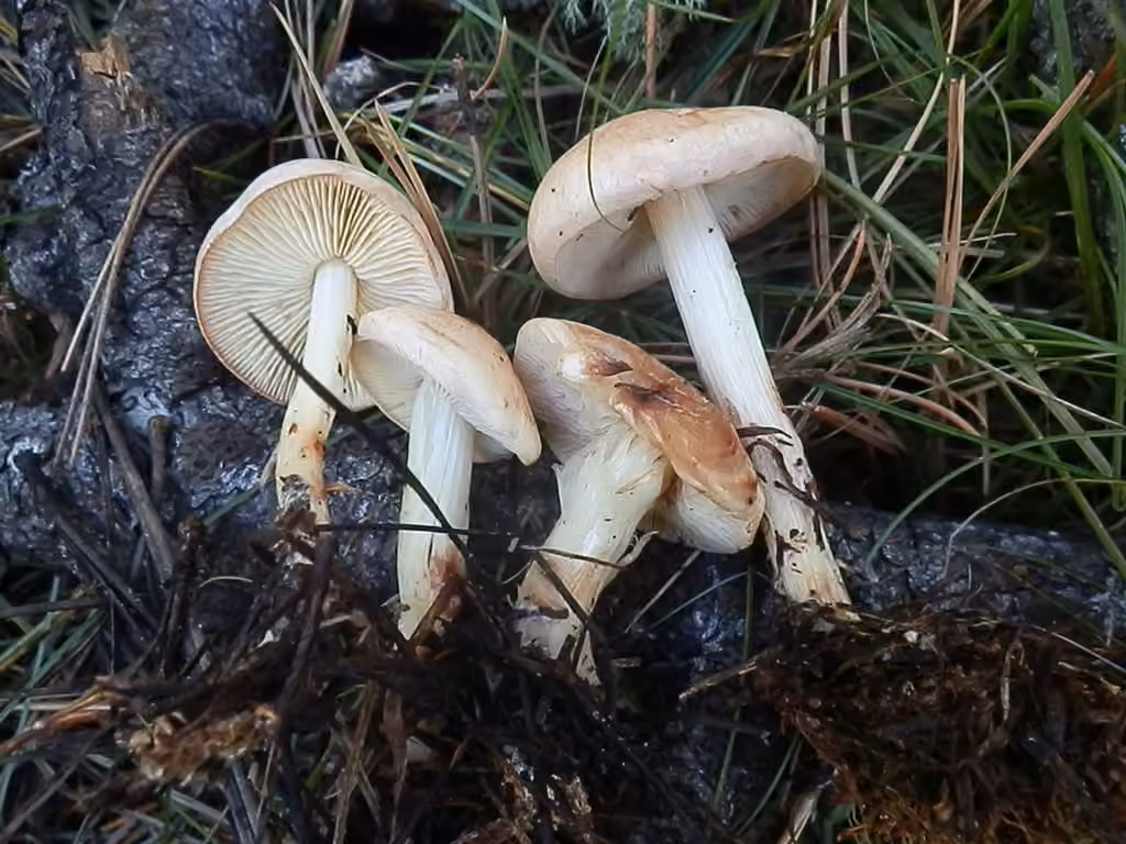 Collybie maculée, photo 2 sur 5