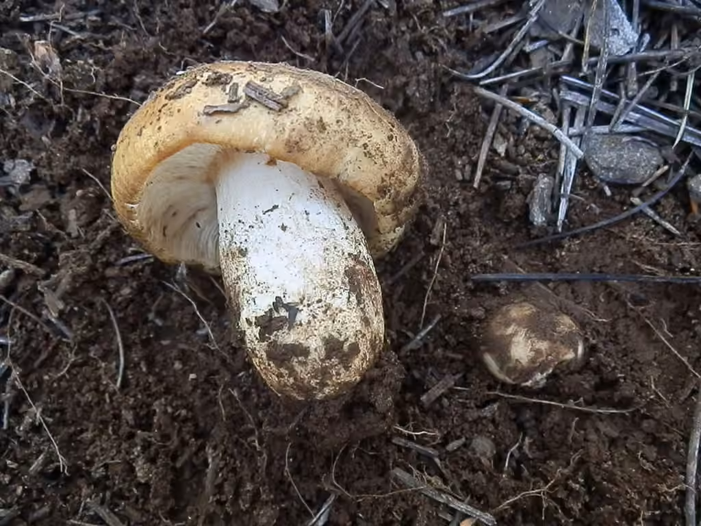 Stinking Brittlegill, photo 2 of 5