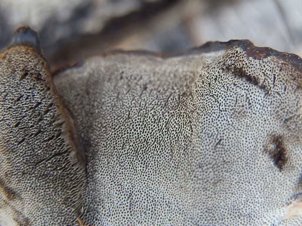 Tramète brûlée, photo 3 sur 5