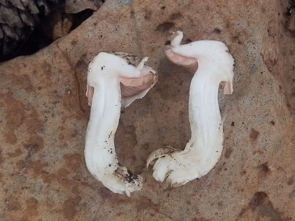 Agaric pourpré, photo 3 of 5