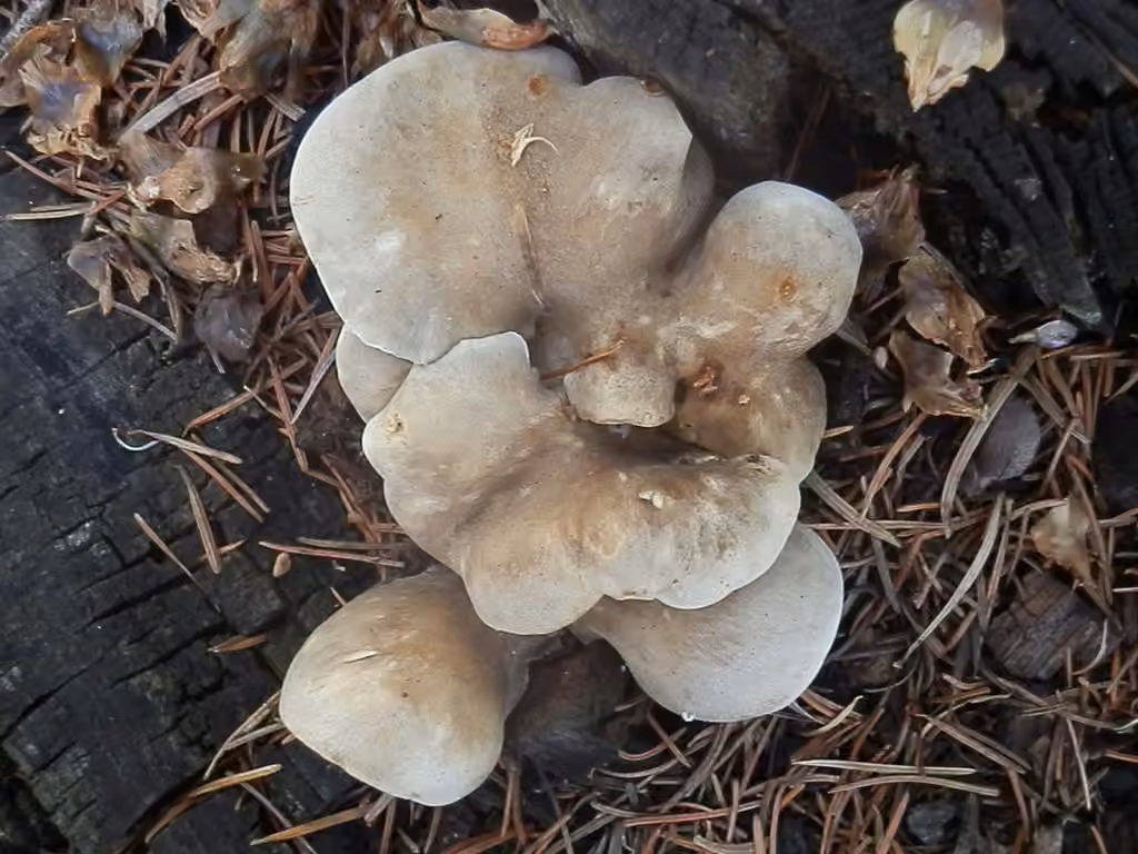 Polypore osseux, photo 2 sur 5