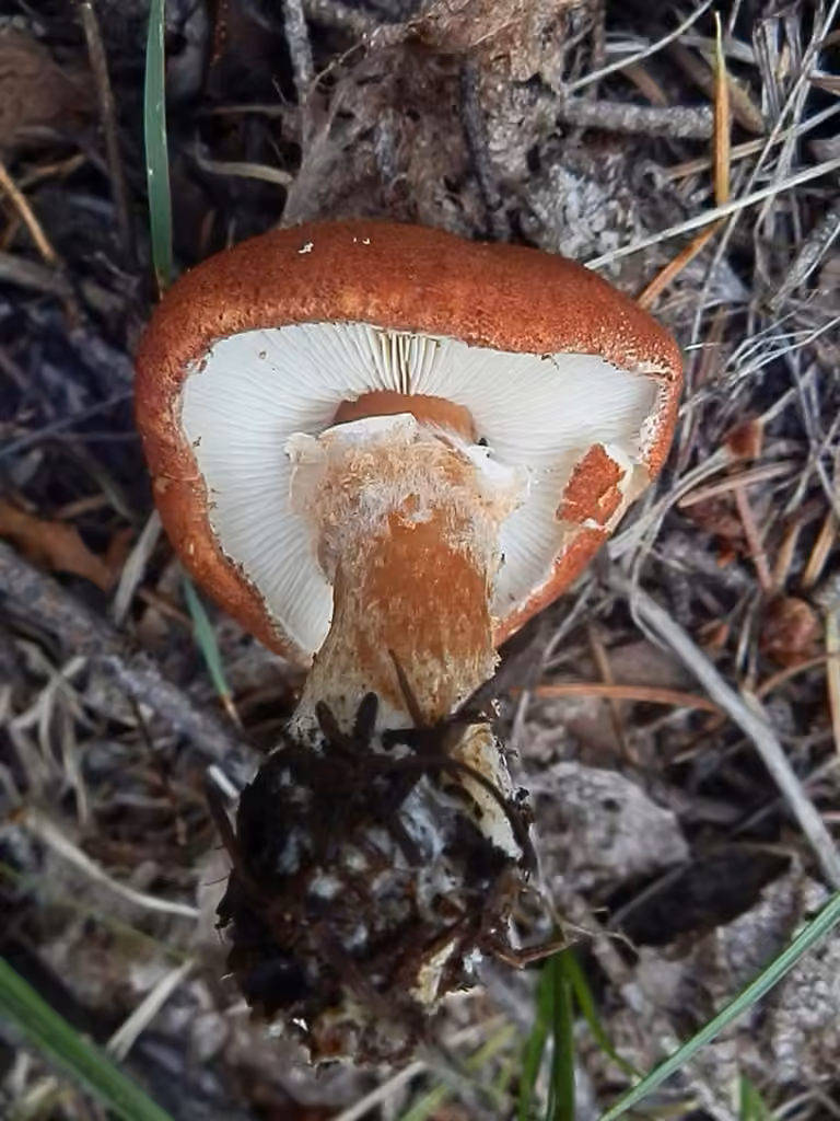 Cystoderme rouge cinnabre