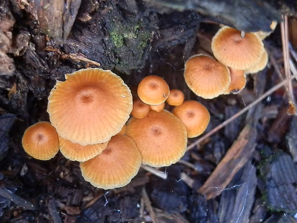 Xeromphalina enigmatica, photo 2 sur 5