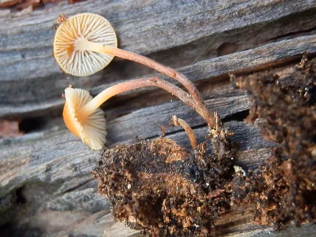 Xeromphalina enigmatica, photo 3 sur 5