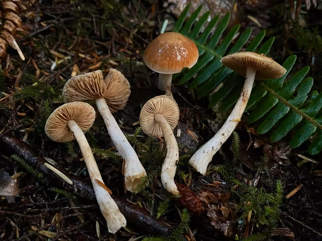 Thaxterogaster causticus, photo 3 sur 5