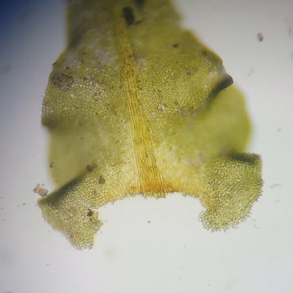 Rugel's anomodon moss, photo 2 of 5