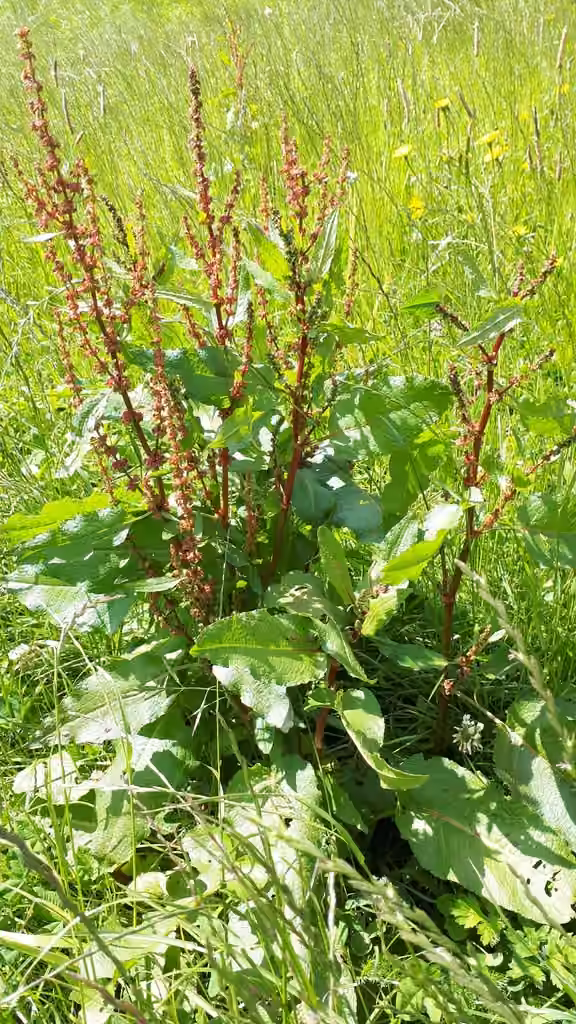 Patience sauvage, En fleurs