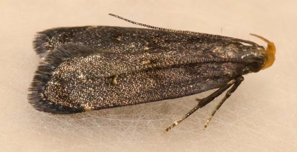 Orange-dotted Dichomeris Moth, Adulte