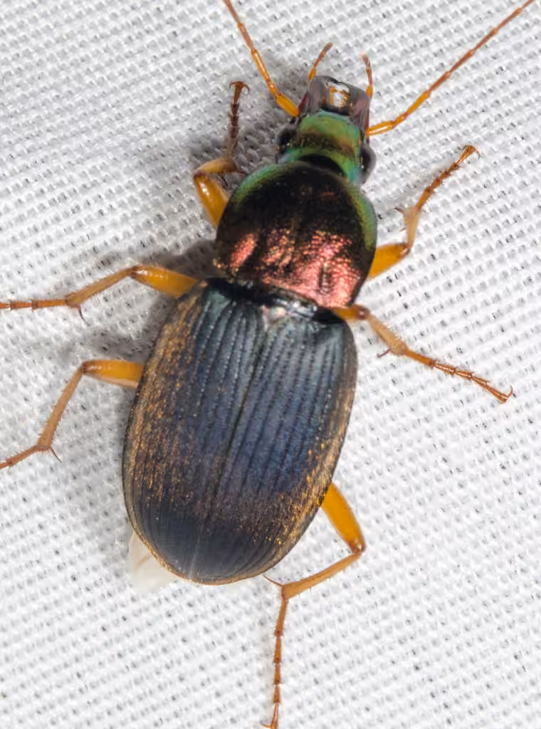 Emarginate Chlaenius, Female