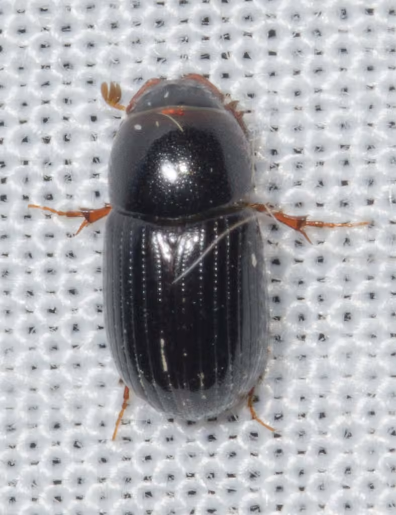 Rural small dung beetle, photo 2 of 5