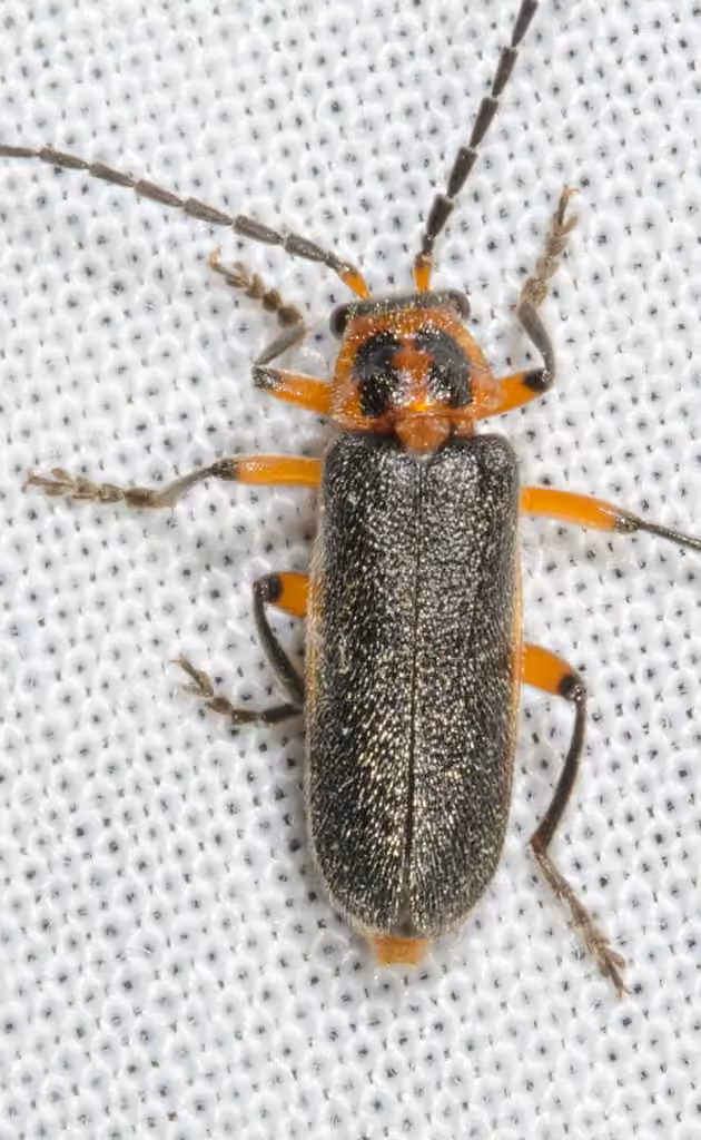 Two-lined Leatherwing, photo 1 of 5
