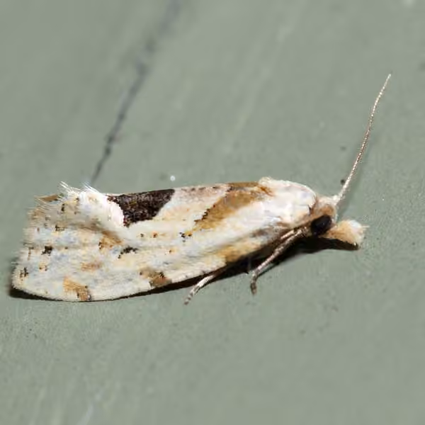 Aethes angustana species group, photo 1 sur 5