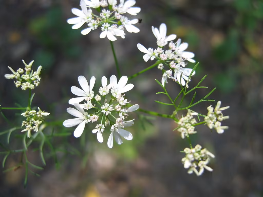 Coriandre cultivée, En fleurs