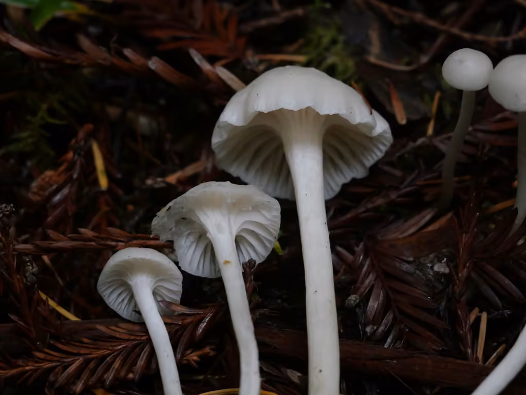 Cedarwood Waxcap, photo 3 of 5