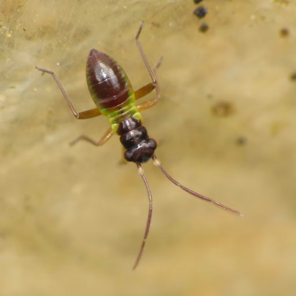 Plant bug, Nymphe