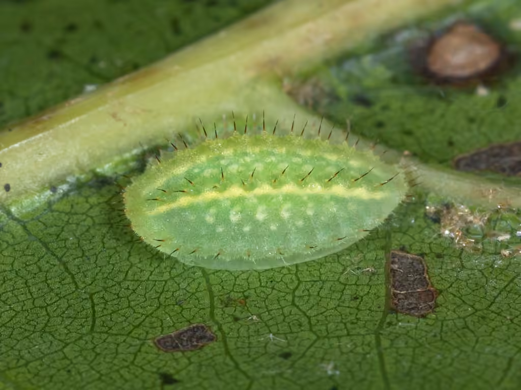 Yellow-shouldered Slug Moth, Chenille