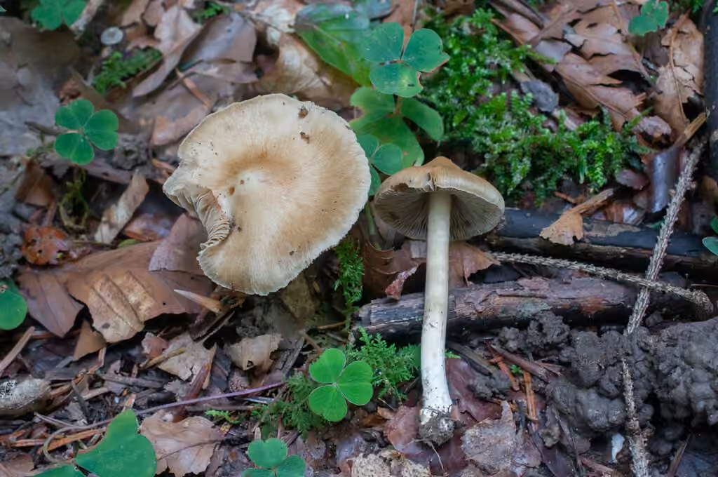 Inocybe à odeur de miel, photo 1 sur 5