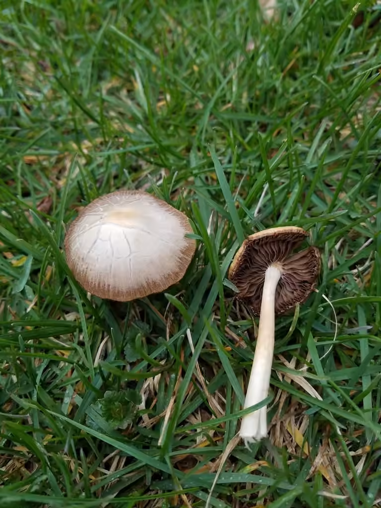 Psathyrelle pâlissante, photo 2 sur 5