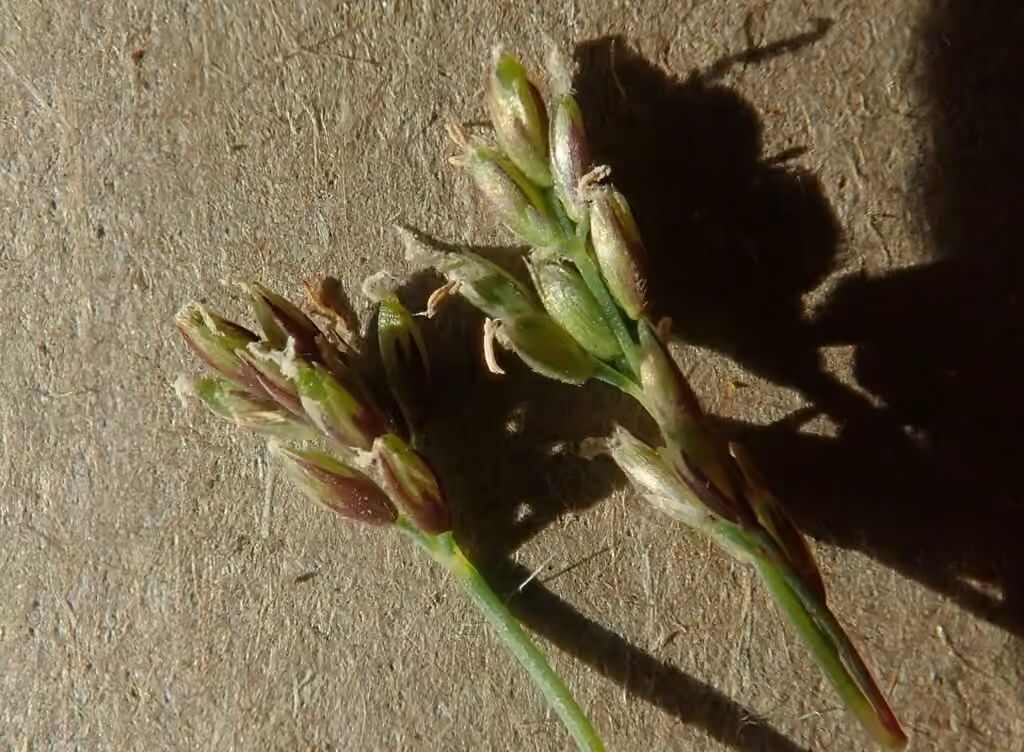 Frigid phippsia, photo 3 of 5