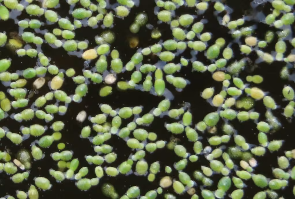 Dotted watermeal, photo 3 of 5
