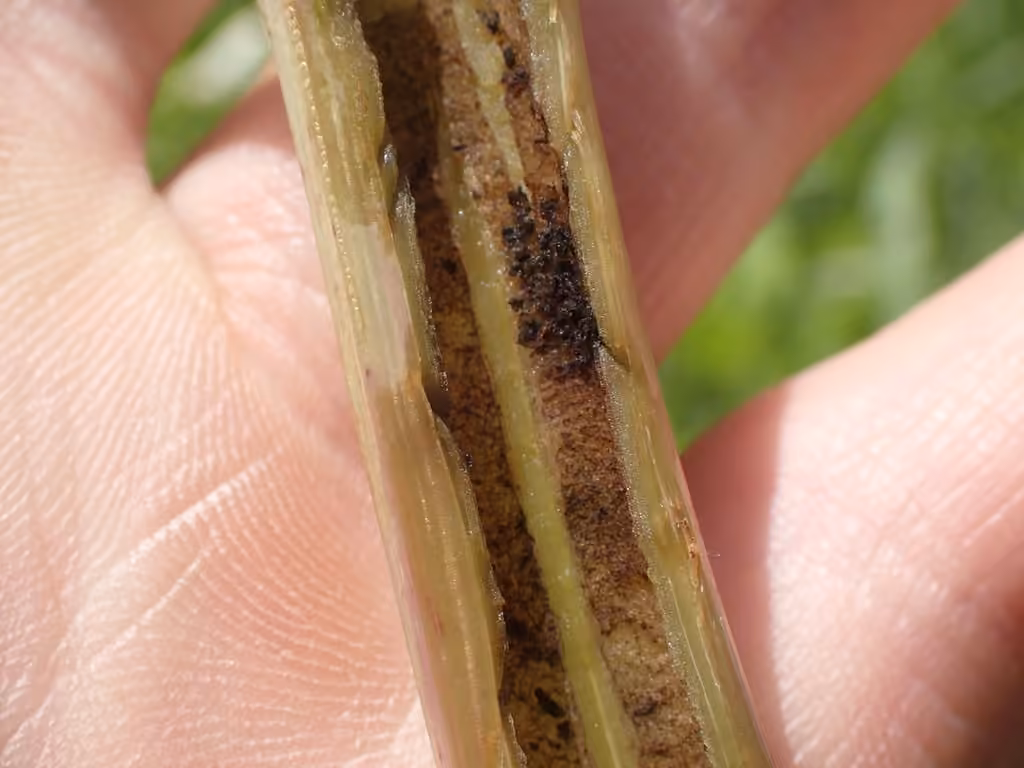 Thistle Stem Borer Moth, Caterpillar