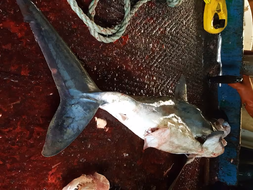 Porbeagle, Male
