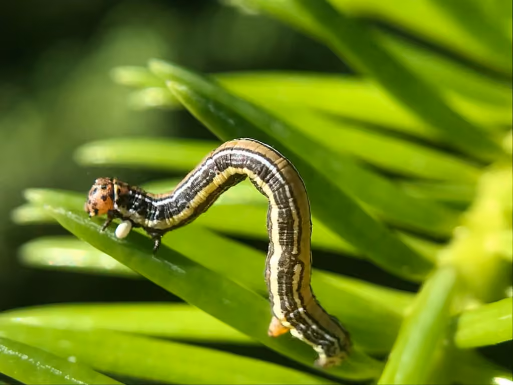 False Hemlock Looper Moth, Caterpillar