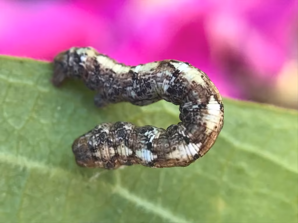 Arpenteuse du pin, Chenille