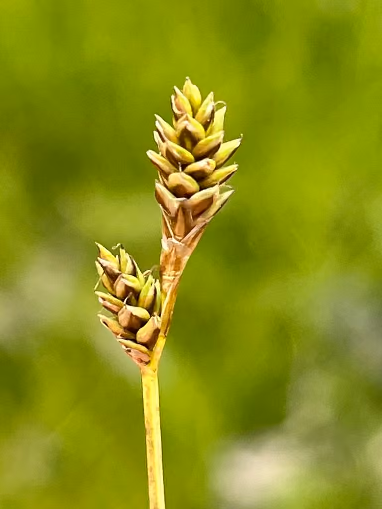 Carex des graviers, photo 1 sur 5