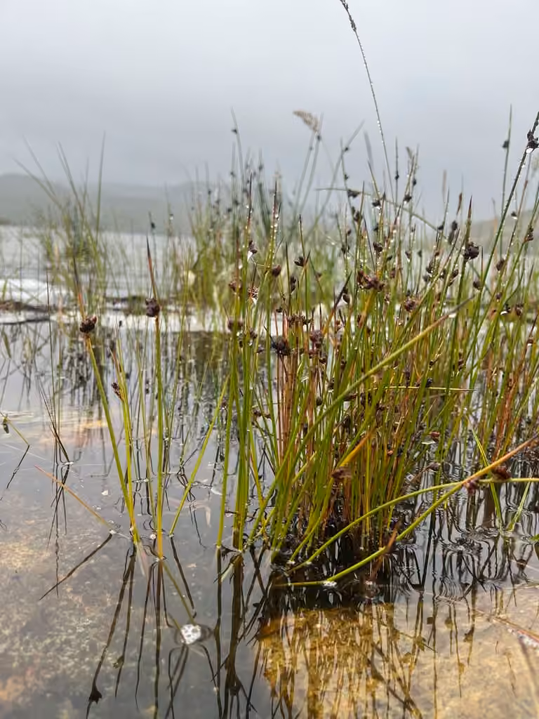 Arctic rush, In fruit