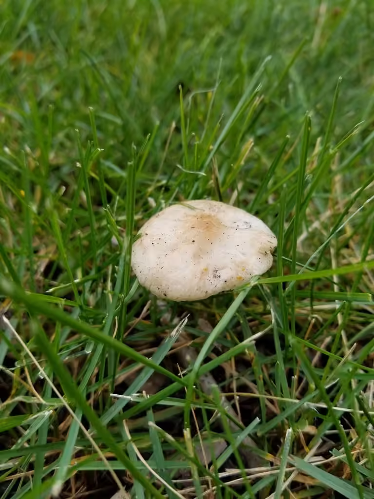 Collybie à spores limoniformes, photo 3 of 5