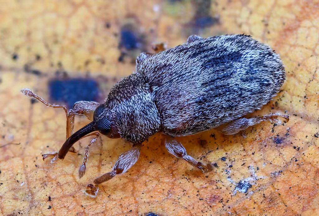 Chevron Ash Weevil, photo 2 of 5
