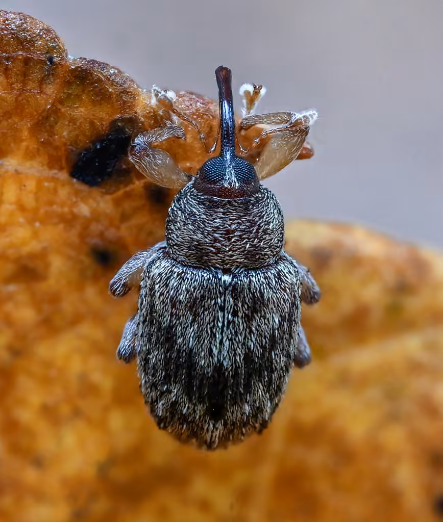 Chevron Ash Weevil, photo 3 of 5